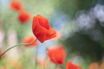 Mohn / Trioplan