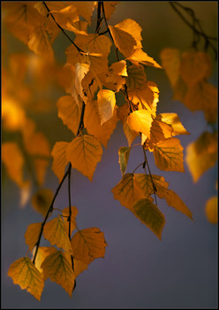 Herbst ... / ***