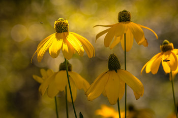 Jardín de las flores. / Escondidas en la sombra.