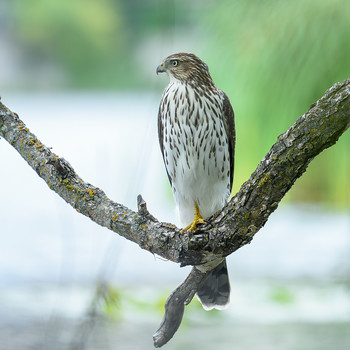 Cooper's hawk(immature) / ***