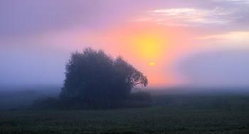 Morgennebel. / ***