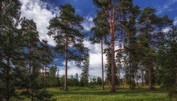 Pines / ***