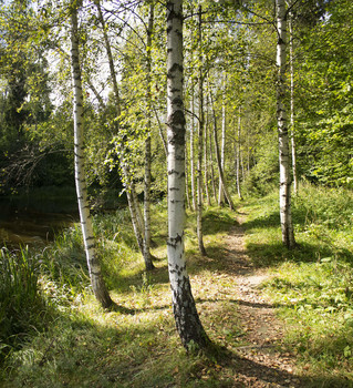 Birch Grove / ***