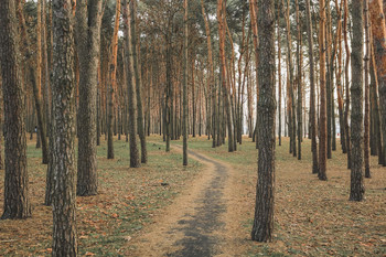 The roads we take / ***