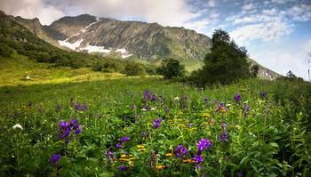 Summer in the mountains / ***