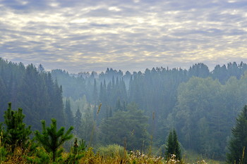 Foggy morning / ***