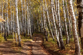 The road to autumn / ***