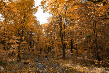 Herbstwald / ...