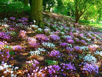 Loki Schmidt Garten Hamburg / ***
