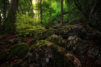 Forest of Fantasy / Trolle und Elfen hab ich nicht gesehen