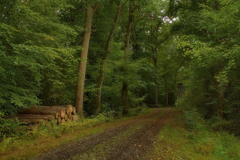 in the autumn forest / ***
