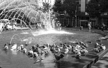 Watering place / ***