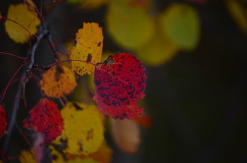 *Autumn sketch** / ***