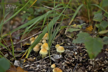 Ja, jetzt ist es Herbst! / Pilze im Wald