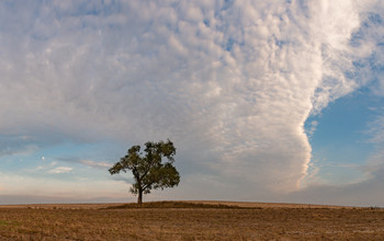 Lonely tree / ***