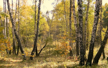 Autumn Sonata / ***