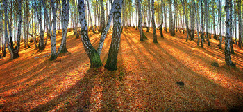 Autumn Sonata / ***