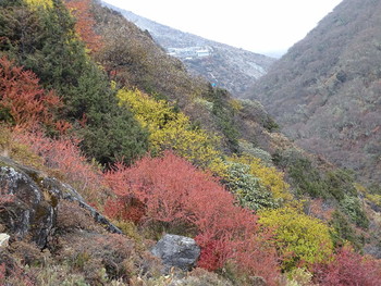 Autumn Sonata / ***