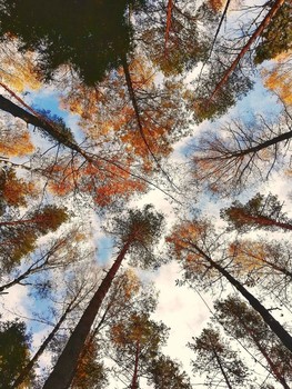 Autumn Sonata / ***