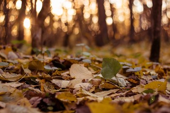 Autumn Sonata / ***