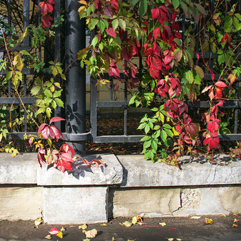 Autumn Sonata / ***