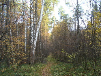 Autumn Sonata / ***