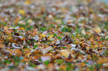 Autumn Sonata / ,,,,,,,,,,