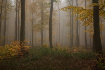 Autumn Sonata / ***