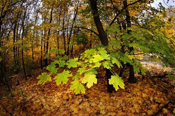 Autumn Sonata / ***