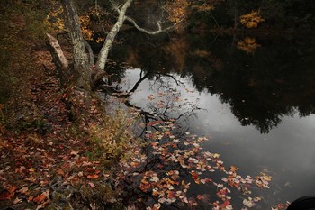 Autumn Sonata / ***
