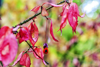 Autumn Sonata / ***