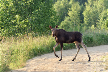 Morning pedestrian / ***