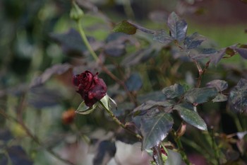 Rose / ***