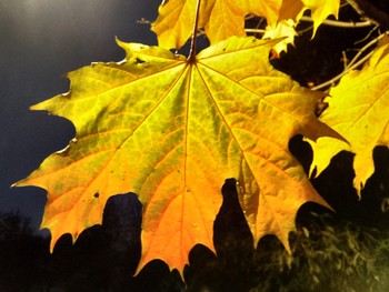 November / ***