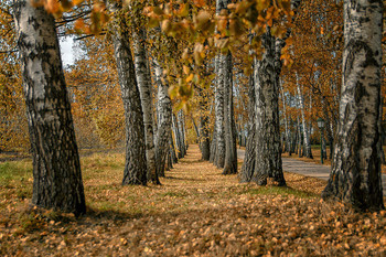 Goldener Herbst / ***