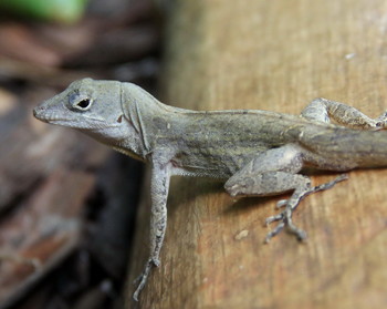 Seit undenklichen Zeiten / ***