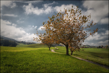Herbst / Kirschbaum