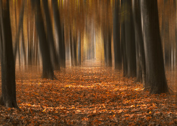 Autumn Phantasie. / ***