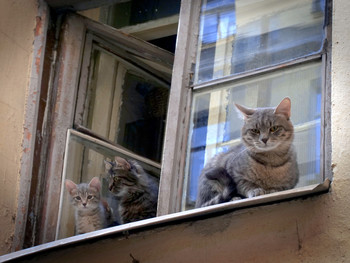 Die Katzenfamilie / ***