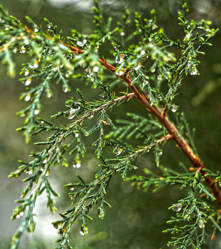 After the rain / ***