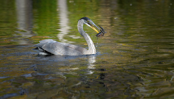 Great Blue Heron (immature) / ***