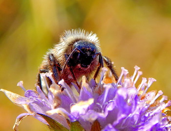 Bumblebee / ***