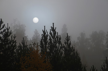 Foggy morning / ***