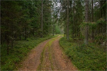 Forest Road / ***
