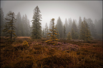 Heide / Moor