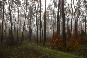 In the forest / ***