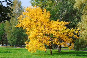 all the colors of autumn / ***