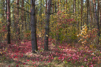 all the colors of autumn / ***