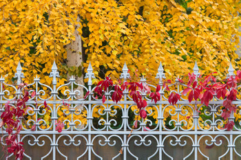 all the colors of autumn / ***