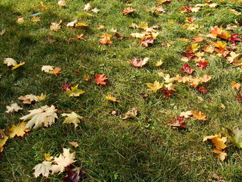 all the colors of autumn / ***